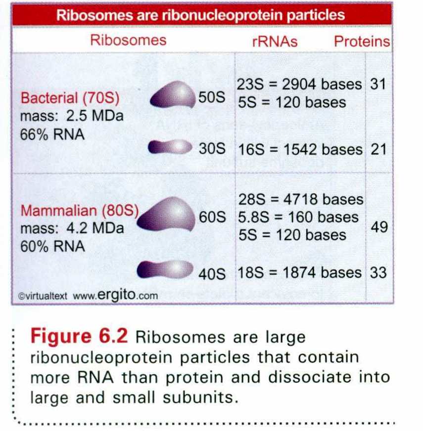 Mass Of Bacterial Ribosome - Bacteria - BNID 106864